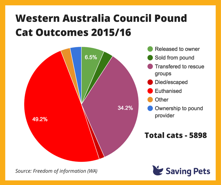 WA Cat Laws results year 4 record numbers of cats impounded in the